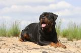 ROTTWEILER 318